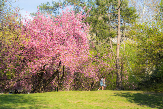View of cherry blossoms in full bloom with people walking on a grassy lawn in Central Park, New York, New York, United States.