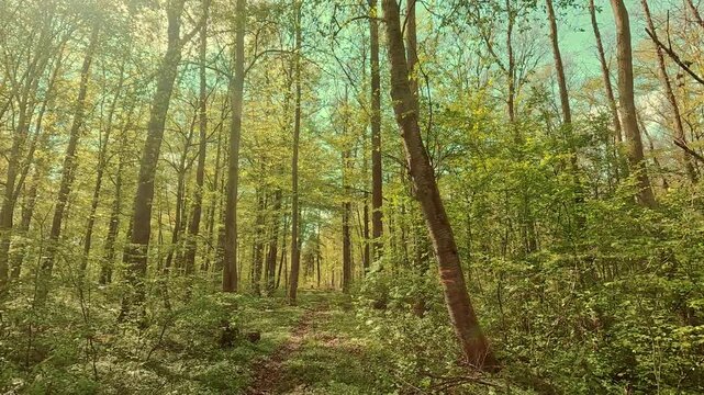 Springtime mood in the forest, walking on forest paths