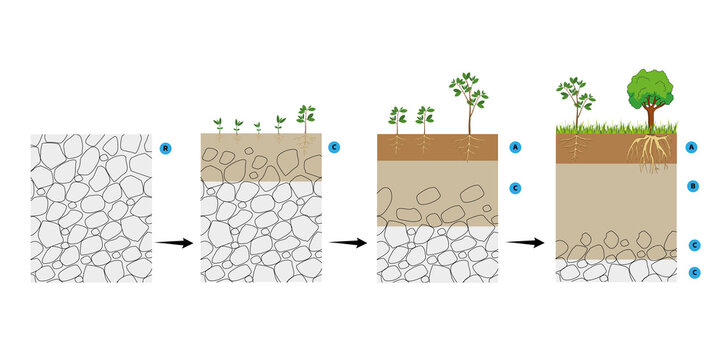 Stages of the soil formation process and vegetation development (pedogenesis).