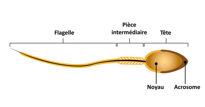Educational vector illustration showing the structure of human spermatozoa, including the head, nucleus, midpiece, and flagellum (tail) isolated on a white background.
