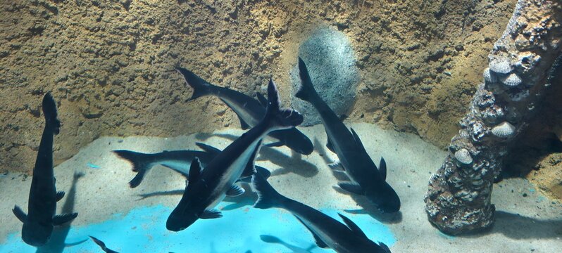 Iridescent Sharks (Pangasianodon hypophthalmus) gliding gracefully near a rocky and coral-covered aquarium structure. 