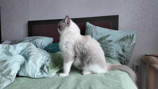 A ragdoll cat is sitting on the bed