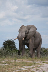Fototapeta premium Majestic African Elephant Bull in Nxai Pan National Park, Botswana, Elevated Stance with Side Glance in Late Afternoon Light