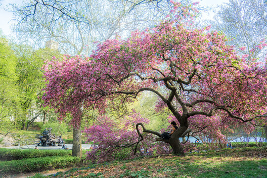 View of a person sitting on a branch of a blooming cherry blossom tree with pink flowers in Central Park New York, New York, United States.