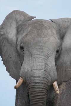 African Elephant Face Close-Up Portrait in Nxai Pan National Park, Botswana