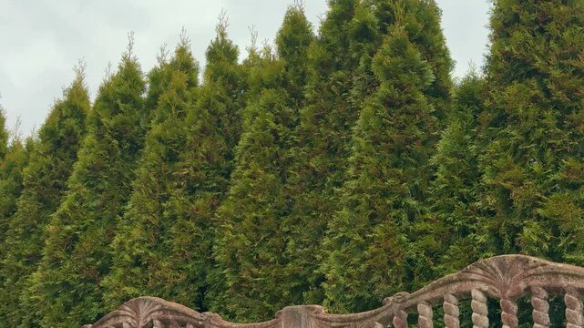 Tall green thuja trees behind fence lining park walkway on breezy spring day dense evergreen foliage creates natural privacy