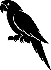 Fototapeta premium A black parrot perches on a branch looking sideways in a vector graphic illustration.