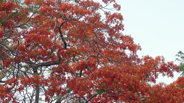 Full Royal Poinciana Flame Tree in Bloom with Red Flowers and Dark Gnarled Branches in Urban Park Setting