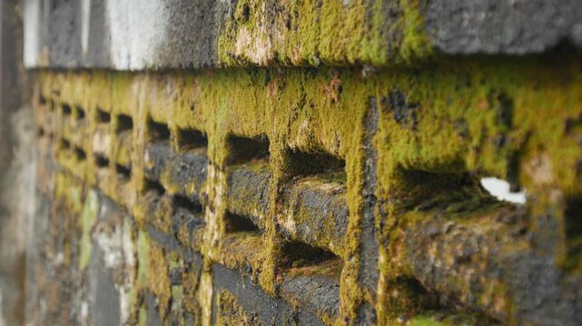 Old weathered concrete ventilation block wall covered with green moss and brown lichen closeup texture background decay