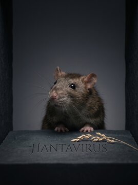 Brown rat peeking over dark surface with wheat stalk