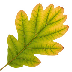 Obraz premium Yellow green oak leaf isolated on transparent background