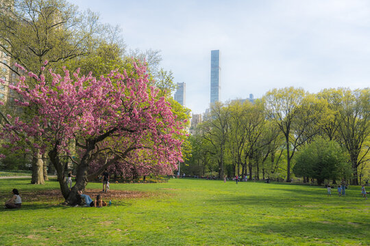 View of Central Park with a blooming cherry blossom tree and people relaxing on the green lawn against the Manhattan skyline New York, New York, United States.