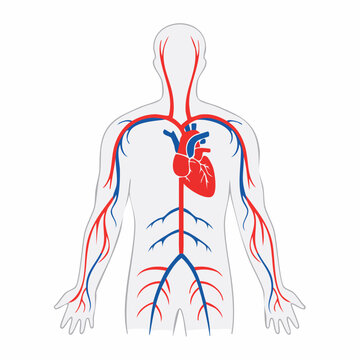Human Circulatory System Diagram