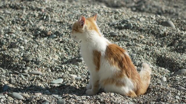Cat kitten beach sitting on sunlit pebble gravel watching the coastal environment on a bright summer day
