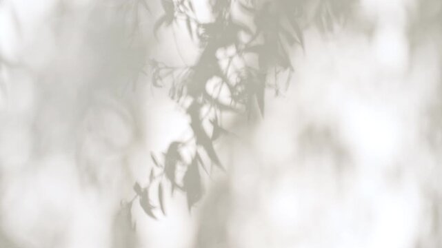 Soft light and shadows from tree branches, plant, foliage and leaves. Morning sunlight and tree shadows blowing by wind reflecting on wall. Summer concept. Product, advertising. . High quality 4k