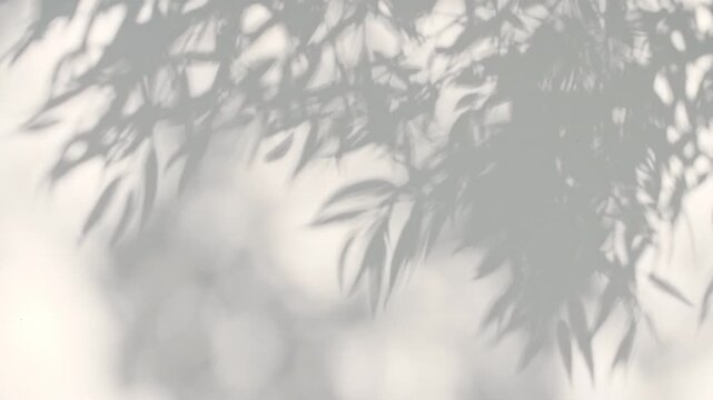 Soft light and shadows from tree branches, plant, foliage and leaves. Morning sunlight and tree shadows blowing by wind reflecting on wall. Summer concept. Product, advertising. . High quality 4k