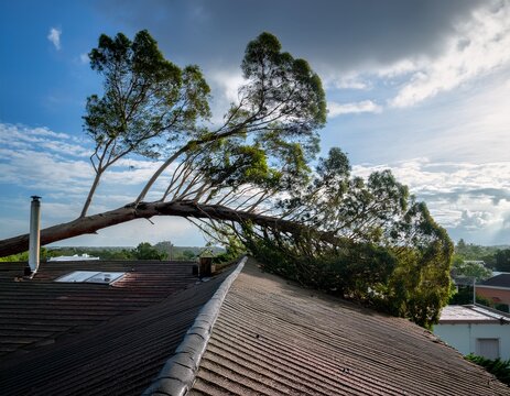 large tree fallen on a rooftop after a cyclone