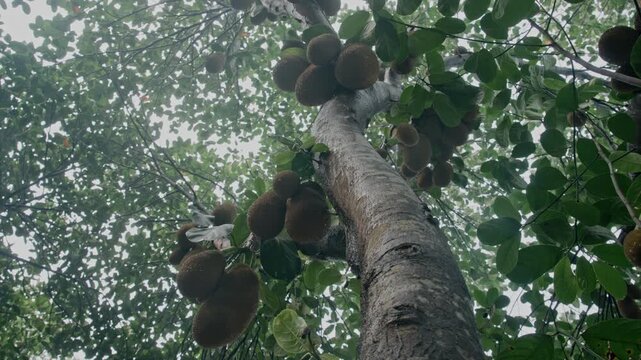 Tropical jackfruit tree loaded with fruits after rainfall