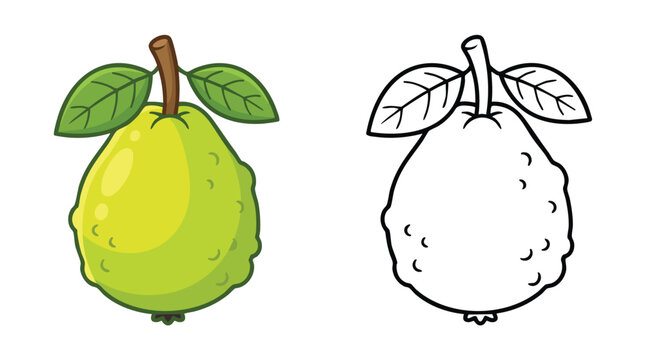 Fresh Guava Fruit with Green Leaves Cartoon Illustration.