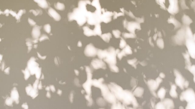 Soft light and shadows from tree branches, plant, foliage and leaves. Morning sunlight and tree shadows blowing by wind reflecting on wall. Summer concept. Product, advertising. . High quality 4k