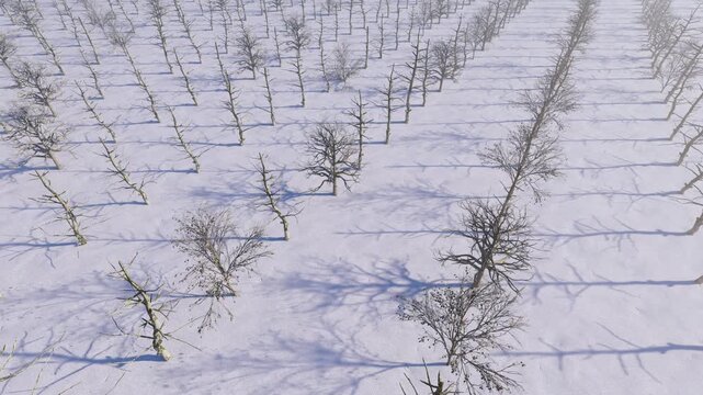 3D render Bare trees in a winter landscape. Low winter sun shining through bare trees over a frosty meadow. A row of bare tree silhouettes on a foggy winter morning. Atmospheric forest at sunrise