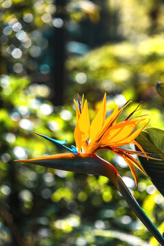 View of a vibrant bird of paradise flower with orange and blue petals blooming in a lush garden with soft bokeh background.