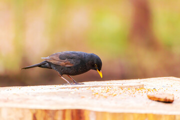 Obraz premium A blackbird sits on a stump in a spring park.