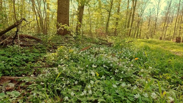 Springtime mood in the forest, flowers on the forest floor, walking on forest paths