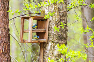Blue tits at a bird feeder on a tree branch in a spring park. © lizavetta