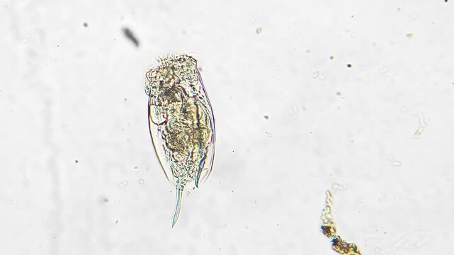 Highdetail rotifer portrait showing ciliary corona, mastax and interior structures, sharp focus on translucent body, brightfield microscopy image for highresolution educational content and scientific