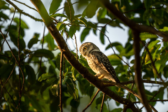 Spotted Owlet