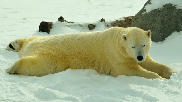A polar bear lounging comfortably in the snow at Assiniboine Park Zoo.