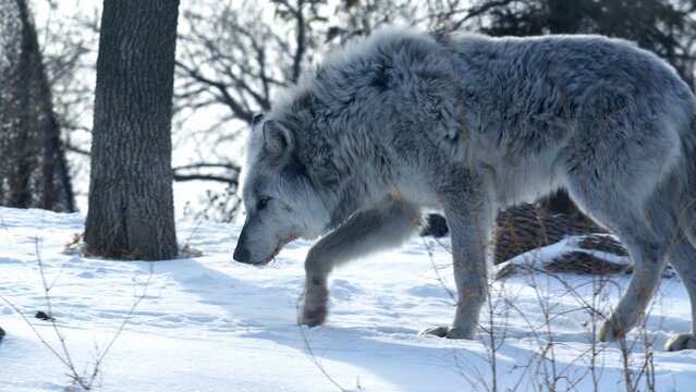 A grey wolf prowling through the snow at Assiniboine Park Zoo