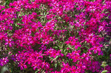 Obraz premium Pink phlox awl-shaped, flowering. Ground cover plant, comes in different colors. Garden design.