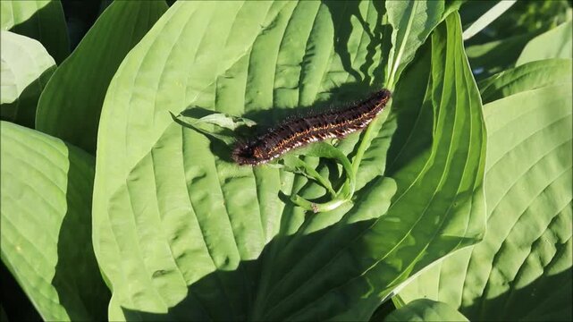 A furry brown caterpillar chews on a hosta leaf on a sunny summer day - horizontal video, top view