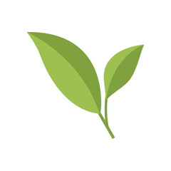 Fototapeta premium Matcha tea green leaves vector flat design illustration on white background. Japanese healthy green tea bush leaf symbol for menu, banner, poster, web, emblem.