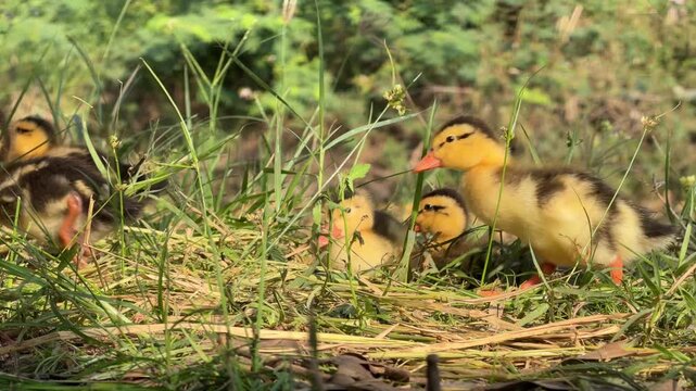Several ducklings run side by side across grass on a rural duck farm, staying close while moving together through the open farm space. Young poultry.