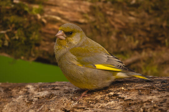 European greenfinch with catchlight on mossy log