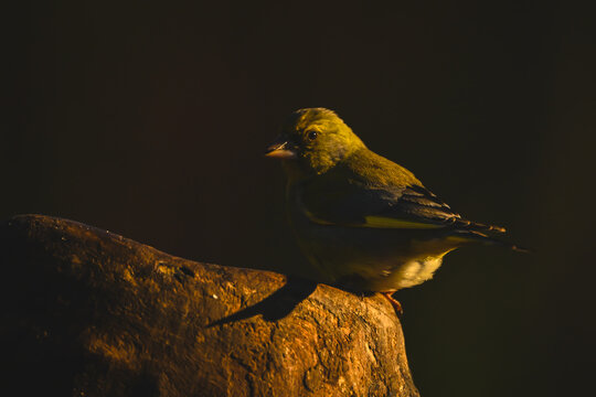 European greenfinch with catchlight on tree stump