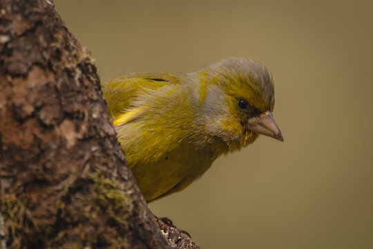 European greenfinch with catchlight peeks round log
