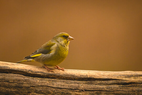 European greenfinch with catchlight on split log