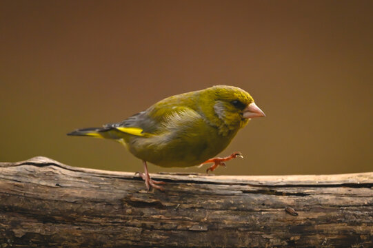 European greenfinch with catchlight runs along log