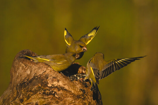 European greenfinches squabble on hollow tree stump