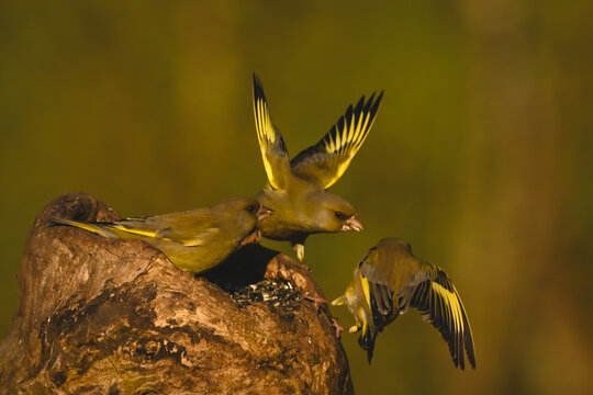 European greenfinches squabble over hollow tree stump
