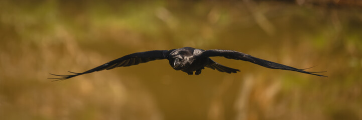 Obraz premium Panorama of common raven flying over lake