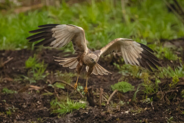 Western marsh harrier flies across grassy clearing © Nick Dale
