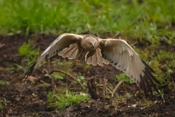 Western marsh harrier flies over grassy clearing © Nick Dale