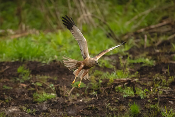 Western marsh harrier flying across grassy clearing © Nick Dale