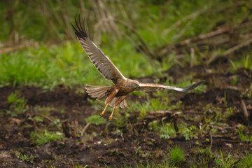 Western marsh harrier flies through grass clearing © Nick Dale
