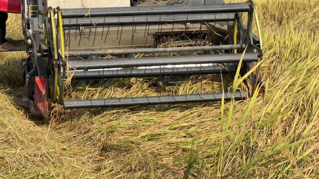 The front harvesting mechanism gathers rice stems during machine operation across plantation farmland during active harvest process. Agricultural equipment.